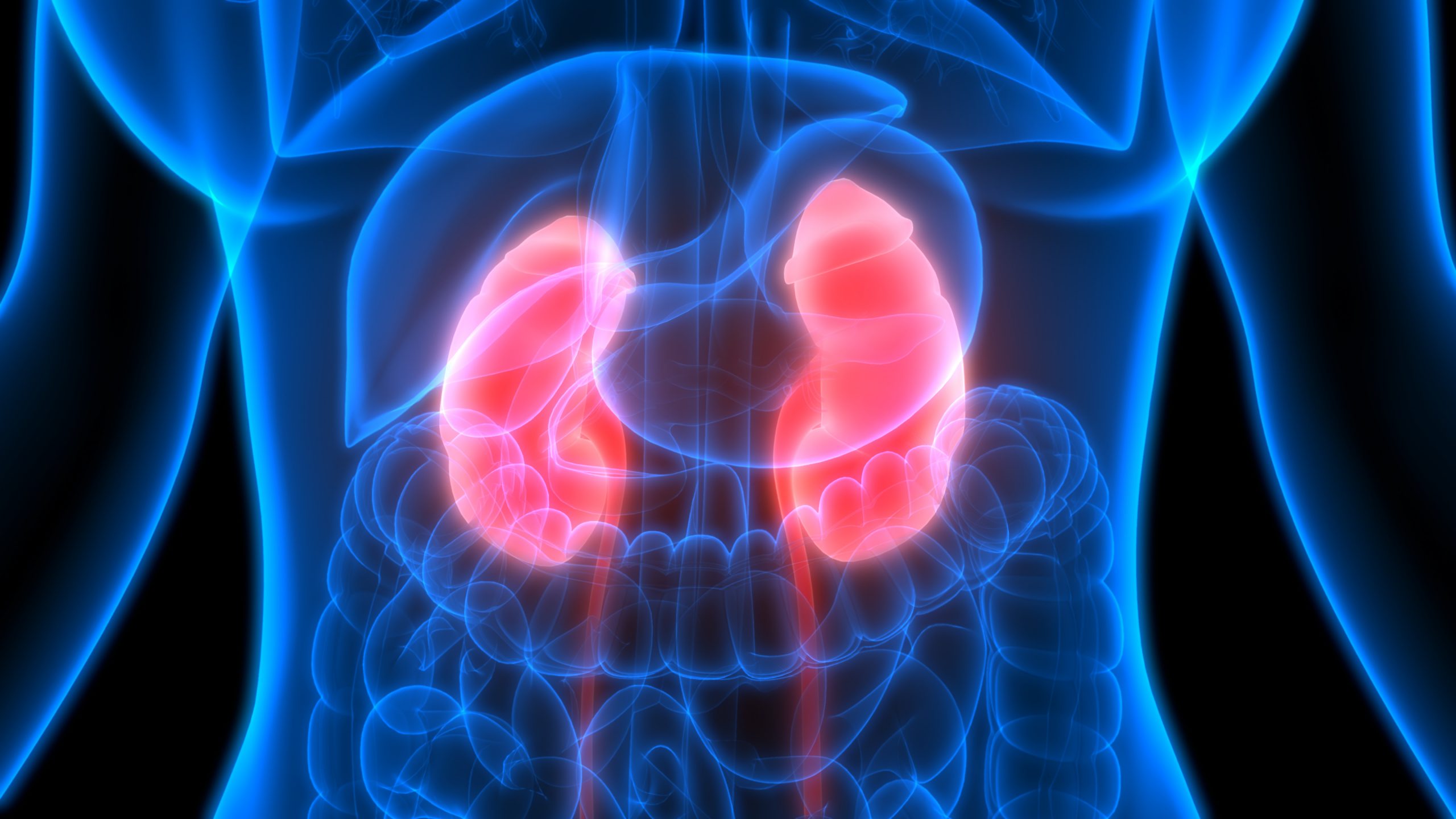 This image is a detailed digital illustration of the human abdominal and thoracic organs, rendered in a stylized, glowing X-ray or thermal view. The central focus is on the two prominent, bean-shaped kidneys, which are highlighted in a bright, glowing red. These are located on either side of the spine, below the liver and stomach. The surrounding organs are shown in a translucent blue outline, which includes: The liver and stomach in the upper part of the abdomen. The large and small intestines in the lower part. The lungs and parts of the rib cage are also visible in the upper torso.The overall impression is a visualization of the human anatomy, specifically highlighting the position and structure of the kidneys in relation to other internal organs.