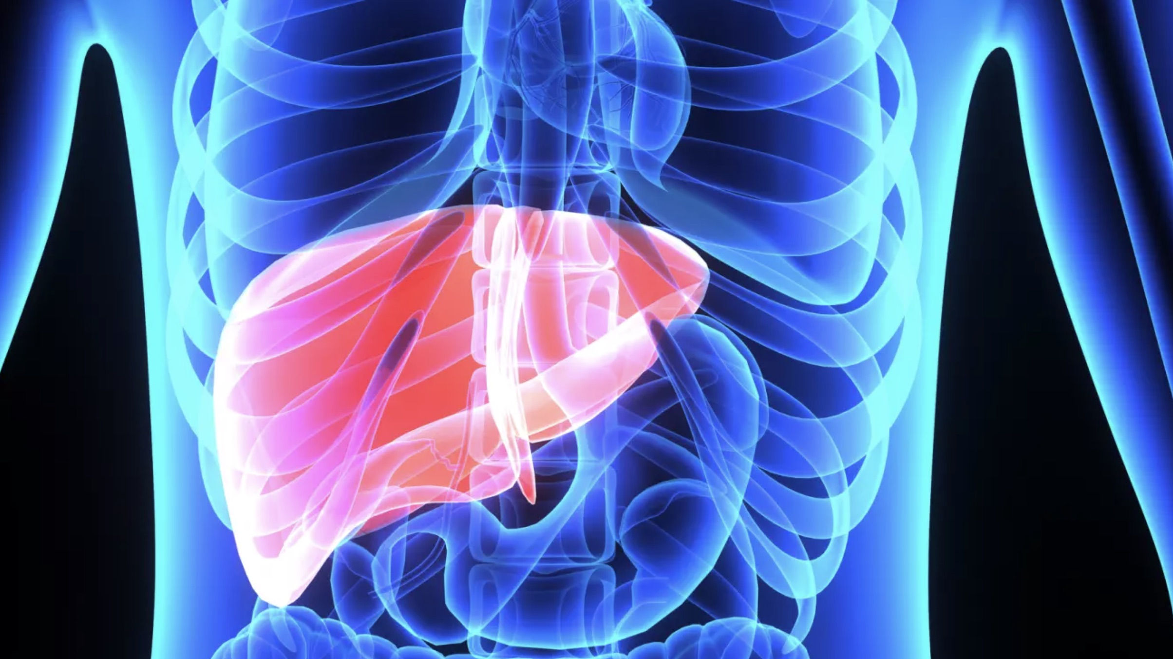 The image shows a digital illustration of the human liver, highlighted in pink, situated inside a semi-transparent blue outline of the human torso and ribcage.